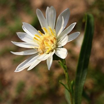 Aster ptarmicoïdes - Herfstaster
