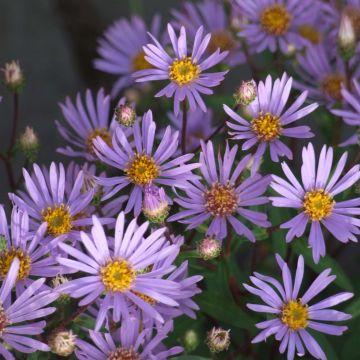 Aster radula - Herfstaster