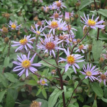 Aster radula August Sky - Herfstaster