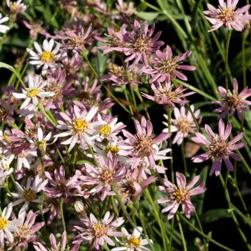 Aster rugulosus Asrugo - Herfstaster