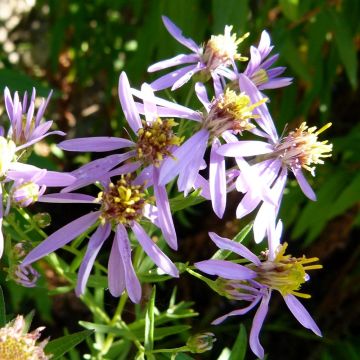 Aster sedifolius - Herfstaster