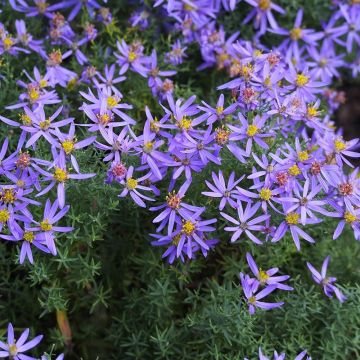 Aster sedifolius Nanus - Herfstaster