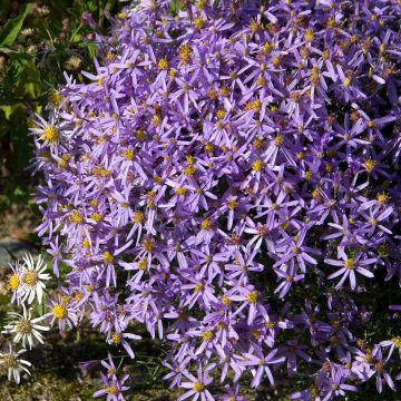 Aster sedifolius Nanus - Herfstaster