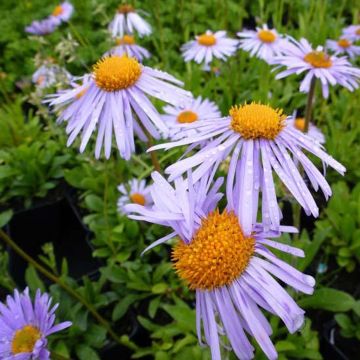 Aster tongolensis Wartburgstern - Herfstaster
