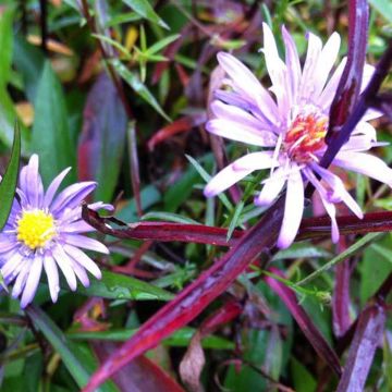 Aster turbinellus - Herfstaster