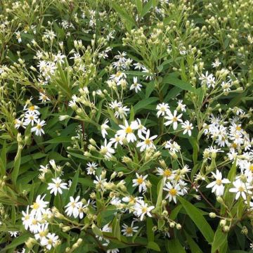 Aster umbellatus Weisser Schirm - Herfstaster