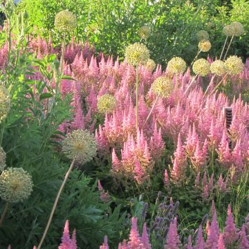 Astilbe Vision in Pink - Pluimspirea
