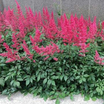 Astilbe Vision in Red - Pluimspirea Astilbe Vision in Red - Pluimspirea