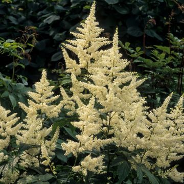 Astilbe Washington - Pluimspirea