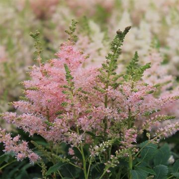 Astilbe Younique Silvery Pink - Pluimspirea