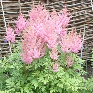 Astilbe arendsii Anita Pfeiffer - Pluimspirea