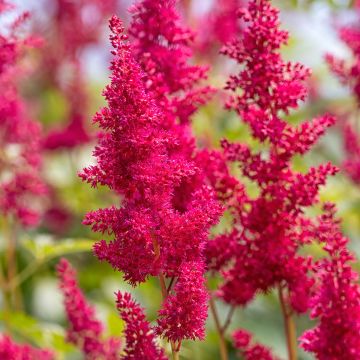 Astilbe arendsii Fanal - Pluimspirea