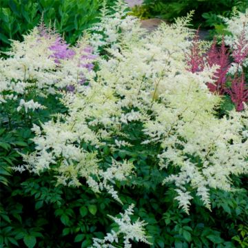 Astilbe arendsii Rock and Roll - Pluimspirea