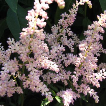 Astilbe arendsii Rosa Perle - Pluimspirea