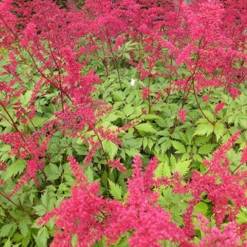 Astilbe arendsii Spinell - Pluimspirea