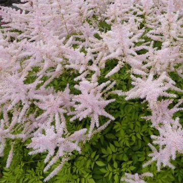 Astilbe arendsii Walkure - Pluimspirea