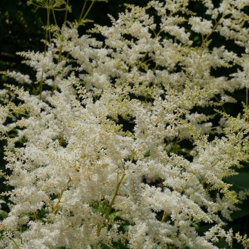 Astilbe biternata - Pluimspirea