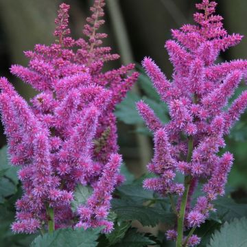 Astilbe chinensis - Pluimspirea
