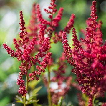 Astilbe Mighty Chocolate Cherry - Pluimspirea