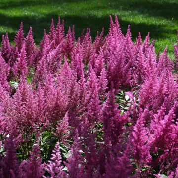 Astilbe chinensis Visions - Pluimspirea