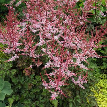 Astilbe japonica Delft Lace - Pluimspirea