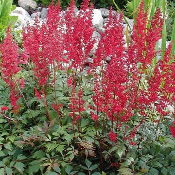 Astilbe japonica Montgomery - Pluimspirea