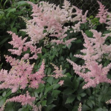 Astilbe japonica Peach Blossom - Pluimspirea