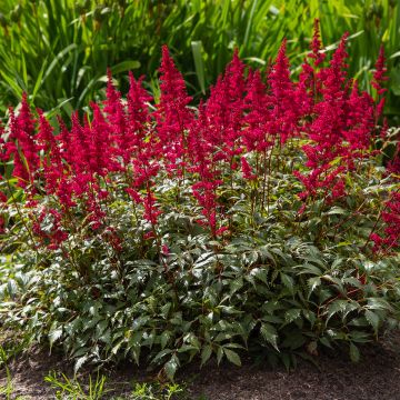 Astilbe japonica Red Sentinel - Pluimspirea