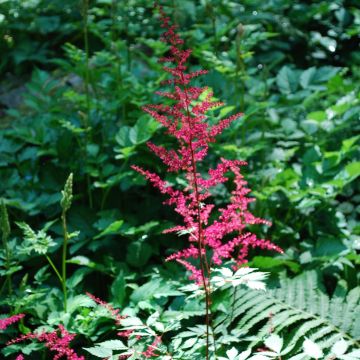 Astilbe japonica Vesuvius - Pluimspirea
