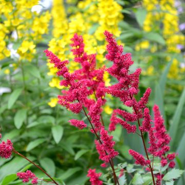 Astilbe japonica Vesuvius - Pluimspirea