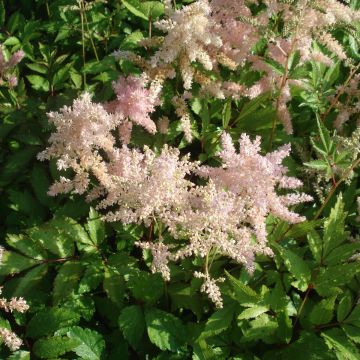 Astilbe Pink Lightning - Pluimspirea