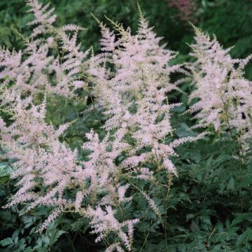 Astilbe simplicifolia Hennie Graafland - Pluimspirea