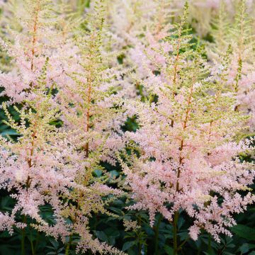 Astilbe simplicifolia Hennie Graafland - Pluimspirea