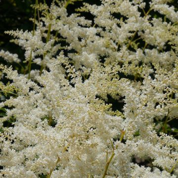 Astilbe simplicifolia Sprite - Pluimspirea