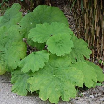 Astilboides tabularis - Tafelblad