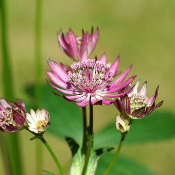 Astrantia major Primadonna - Zeeuws knoopje