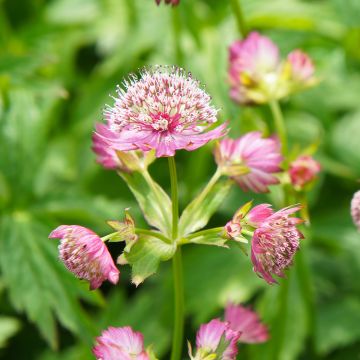 Astrantia major Rosea - Zeeuws knoopje