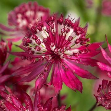Astrantia major Ruby Flame - Zeeuws knoopje