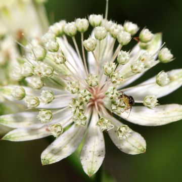 Astrantia major White Giant - Zeeuws knoopje