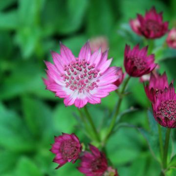 Astrantia major Venice - Zeeuws knoopje