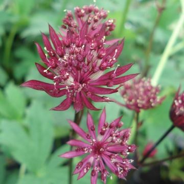 Astrantia major Ruby Star - Zeeuws knoopje