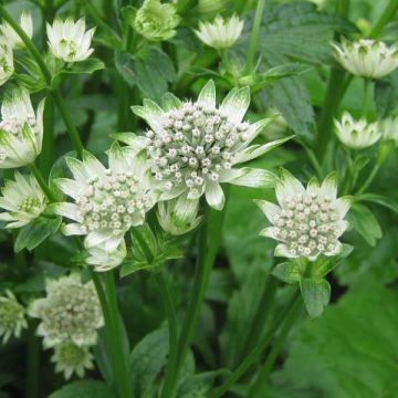Astrantia major Star of Billion - Zeeuws knoopje