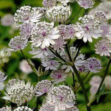 Astrantia major - Zeeuws knoopje