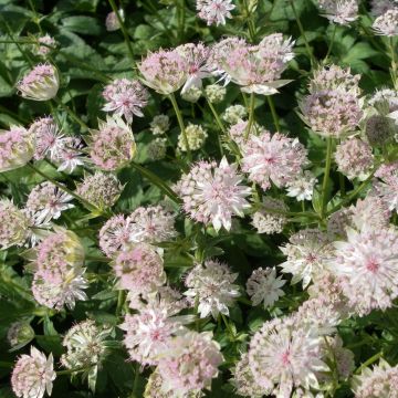 Astrantia major Buckland - Zeeuws knoopje