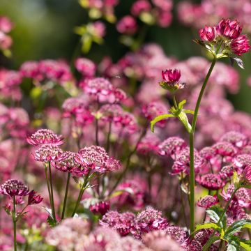 Astrantia major Cerise Button - Zeeuws knoopje