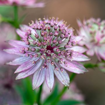 Astrantia major - Zeeuws knoopje