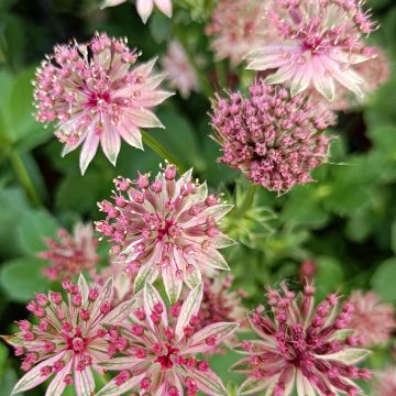 Astrantia major Roma - Zeeuws knoopje