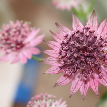 Astrantia major Rubra - Zeeuws knoopje