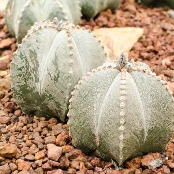 Astrophytum myriostigma - Bisschopsmuts