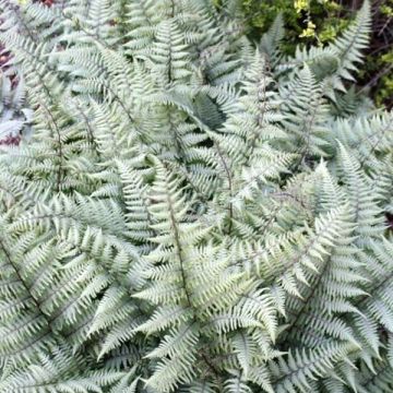 Athyrium niponicum var. pictum Ghost - Japanse regenboogvaren